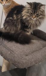 Lost Male Cat last seen Blacklock elementary , Langley Township, BC V2Y