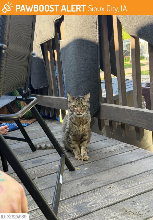 Rehomed Male Cat last seen Near US-75, Sioux City, IA 51108, USA, Sioux City, IA 51108