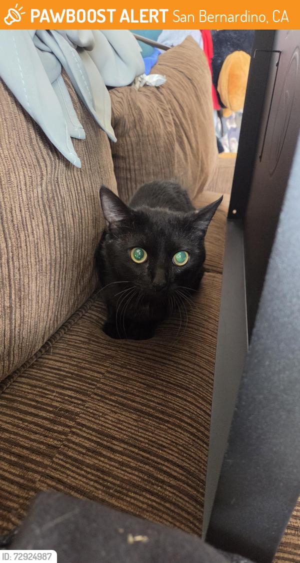 Found/Stray Unknown Cat last seen Between Del rosa and highland on freeway , San Bernardino, CA 92404