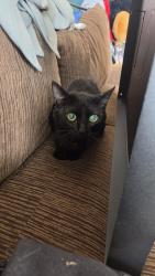 Found/Stray Unknown Cat last seen Between Del rosa and highland on freeway , San Bernardino, CA 92404