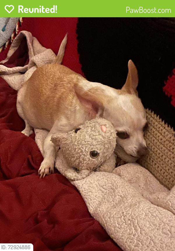 Reunited Male Dog last seen Near N Afton Pkwy, Baton Rouge, LA 70806, USA, Baton Rouge, LA 70806