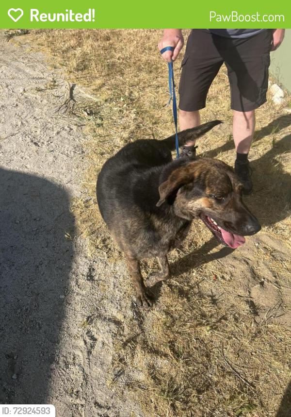 Reunited Male Dog last seen Elizabeth Lake Rd Day Use, Lake Hughes, CA 93532