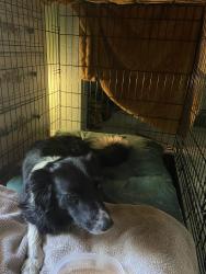 Reunited Female Dog last seen Jay rd and 63rd , Gunbarrel, CO 80301