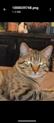 Lost Male Cat last seen NW 50th and Meridian , Oklahoma City, OK 73112
