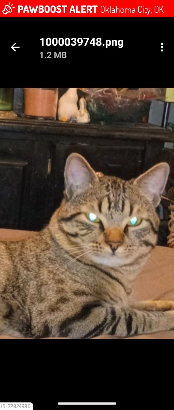 Lost Male Cat last seen NW 50th and Meridian , Oklahoma City, OK 73112
