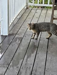 Found/Stray Unknown Cat last seen Fruitland, Charlotte, NC 28277