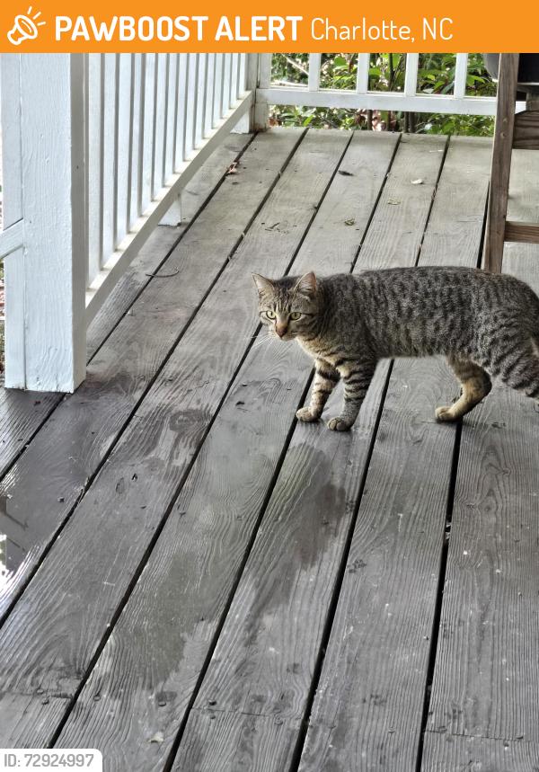 Found/Stray Unknown Cat last seen Fruitland, Charlotte, NC 28277