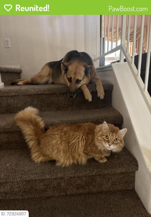 Reunited Male Cat last seen Near Redlands Cir, Las Vegas, NV 89128, USA, Las Vegas, NV 89128