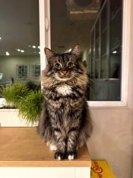Reunited Male Cat last seen Begonia Drive and Almond Blossom Lane, San Jose, CA 95124