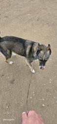 Reunited Male Dog last seen Bancroft drive and troy street spring valley next to the 7/11 area, Spring Valley, CA 91977