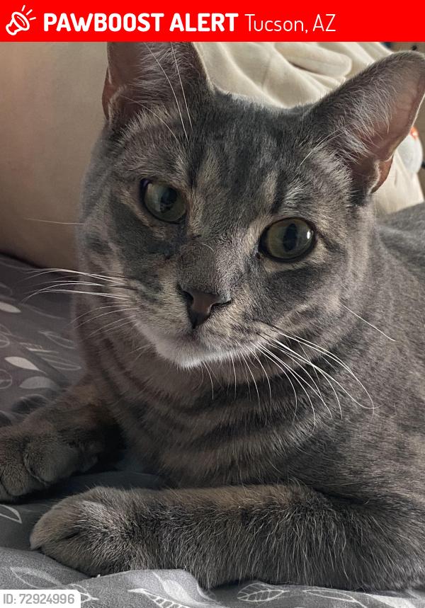 Lost Male Cat last seen W Rainbow Ridge Rd and N old ranch Rd, Tucson, AZ 85745