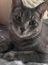 Lost Male Cat last seen W Rainbow Ridge Rd and N old ranch Rd, Tucson, AZ 85745