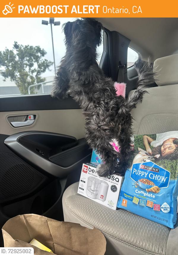 Found/Stray Male Dog last seen Near East Francis Street, Ontario, CA 91761