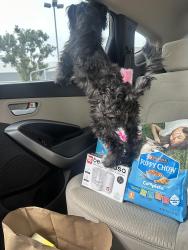 Found/Stray Male Dog last seen Near East Francis Street, Ontario, CA 91761