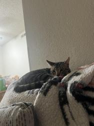 Lost Male Cat last seen Peach and Olive, Fresno, CA 93727