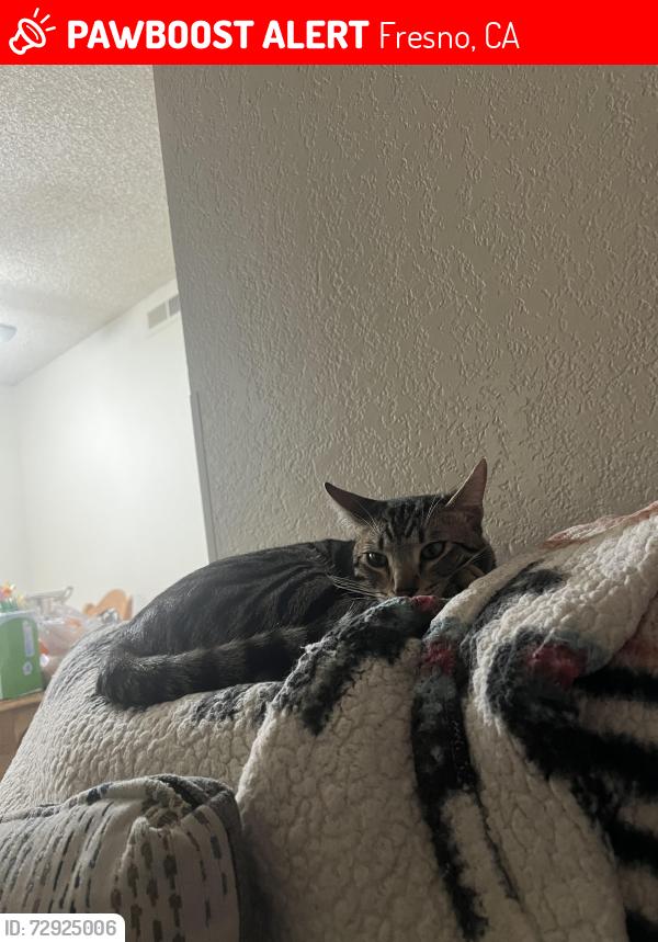 Lost Male Cat last seen Peach and Olive, Fresno, CA 93727