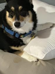 Lost Female Dog last seen 26-140 to 26-150 Barkstone Drive , Rancho Palos Verdes, CA 90275