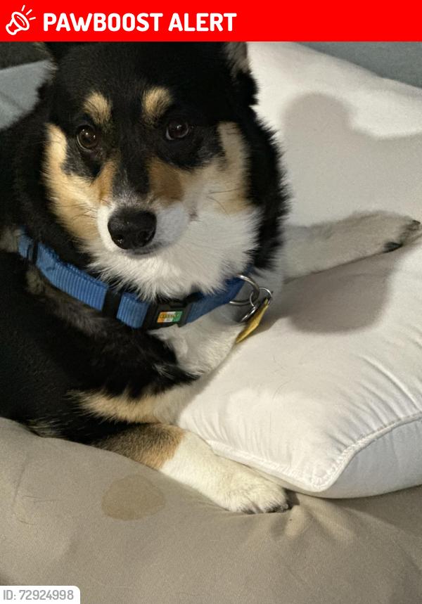 Lost Female Dog last seen 26-140 to 26-150 Barkstone Drive , Rancho Palos Verdes, CA 90275
