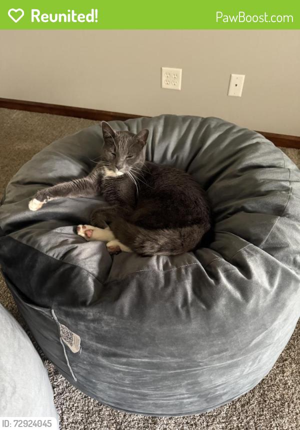 Reunited Male Cat last seen Foxchase neighborhood, Jackson Township, OH 44718