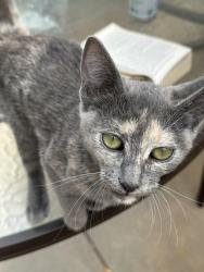 Found/Stray Female Cat last seen Yorba and 17th sts, Tustin, CA 92780