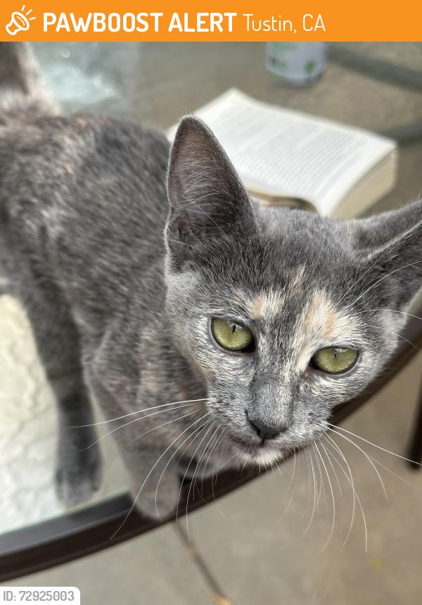 Found/Stray Female Cat last seen Yorba and 17th sts, Tustin, CA 92780