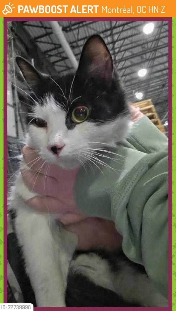 Found/Stray Female Cat last seen Walmart Avenue de Grandby , Montréal, QC H1N 2Z7
