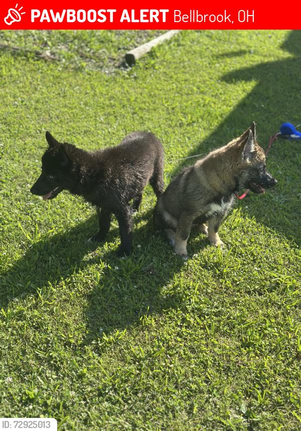 Lost Male Dog last seen Bellbrook canoe rental , Bellbrook, OH 45305