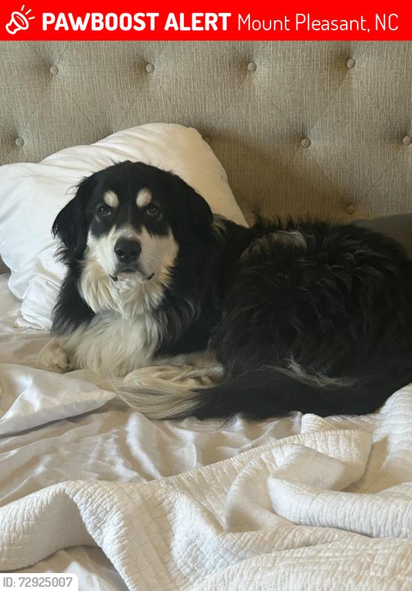 Lost Male Dog last seen Highway 49 , Mount Pleasant, NC 28124