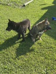 Lost Male Dog last seen Bellbrook canoe rental , Bellbrook, OH 45305