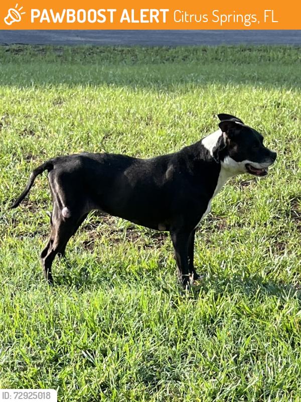 Found/Stray Unknown Dog last seen Ronda and Lindwood Loop, Citrus Springs, FL 34433