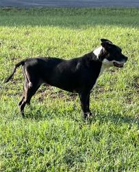 Found/Stray Unknown Dog last seen Ronda and Lindwood Loop, Citrus Springs, FL 34433