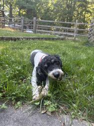 Reunited Male Dog last seen Bushy Cook and West Ten/Timberwood Trail , Orange County, NC 27243