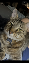 Reunited Male Cat last seen Fort Mill Parkway and Legion Rd, Fort Mill, SC 29715