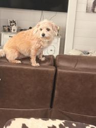 Reunited Female Dog last seen Temecula parkway and the 15 freeway, Temecula, CA 92591