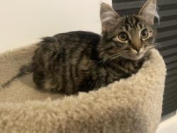 Reunited Female Cat last seen Near Chevy Chase Cir, Salt Lake City, UT 84117, USA, Salt Lake City, UT 84117