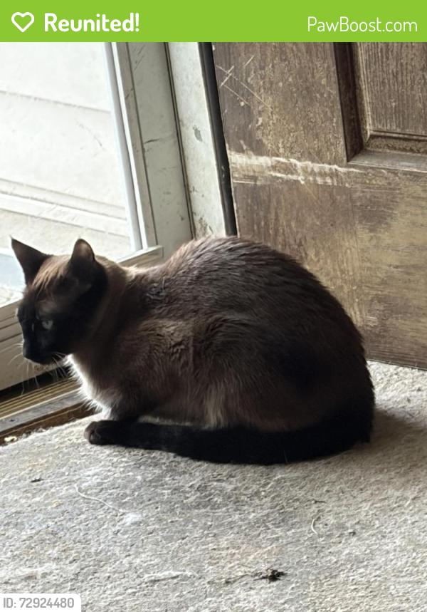 Reunited Female Cat last seen Naglee Ave or Wilson Way, Sandston, VA 23150