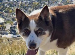 Reunited Female Dog last seen Pleasant grove cemetery , Pleasant Grove, UT 84062