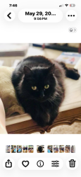 Reunited Male Cat last seen Mount Pleasant/ Cleveland Ave, North Canton, OH 44720