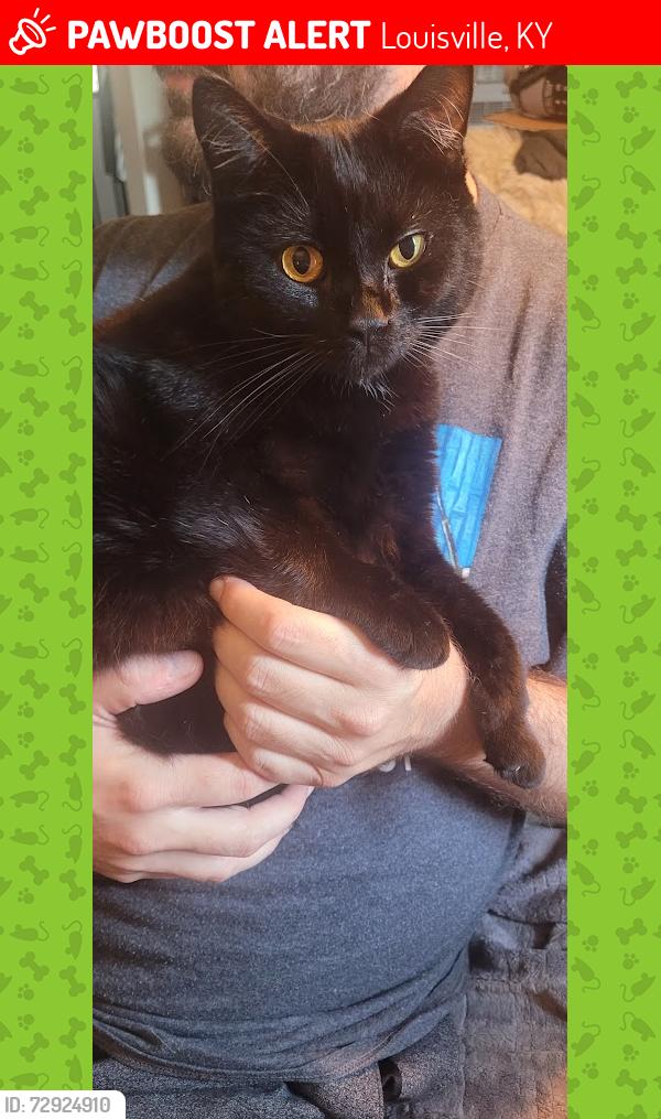 Lost Male Cat last seen Forrest & Hickory St in Schnitzelburg, Louisville, KY 40217