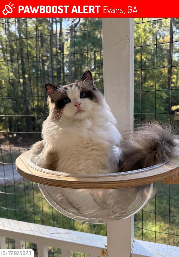 Lost Male Cat last seen Oak brook, Evans, GA 30809