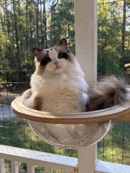 Lost Male Cat last seen Oak brook, Evans, GA 30809