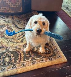 Reunited Male Dog last seen West of fur trading post on pokegama lake rd, Pine City, MN 55063