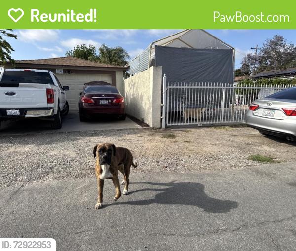 Reunited Unknown Dog last seen Roosevelt Ave, Lemon Grove, CA 91945, USA, Lemon Grove, CA 91945