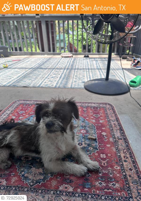 Found/Stray Male Dog last seen Zarzamora and Cincinnati , San Antonio, TX 78201