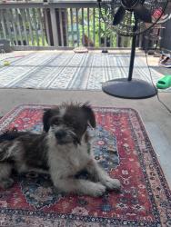 Found/Stray Male Dog last seen Zarzamora and Cincinnati , San Antonio, TX 78201