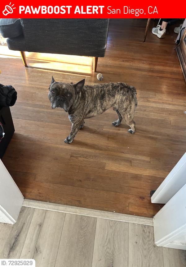 Lost Male Dog last seen Rosecrans, San Diego, CA 92106