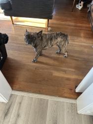 Lost Male Dog last seen Rosecrans, San Diego, CA 92106