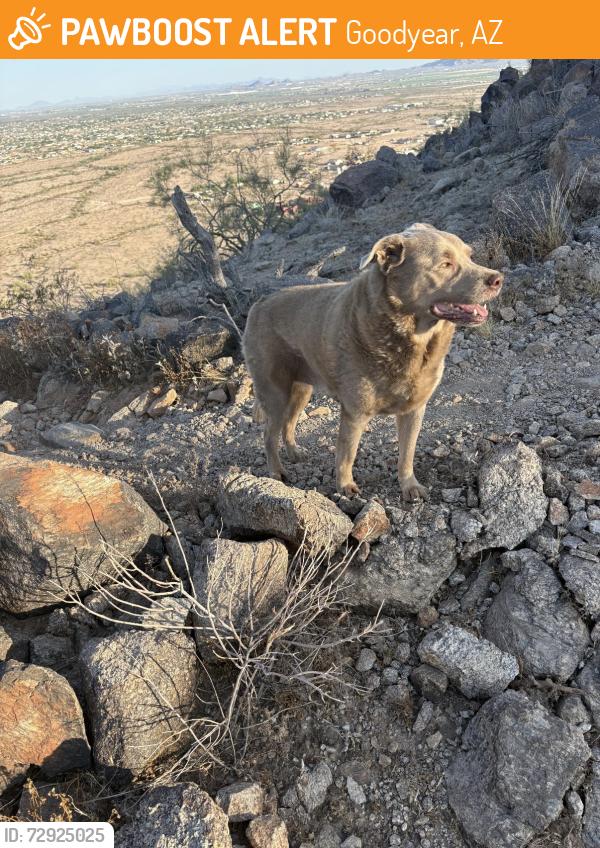 Found/Stray Male Dog last seen Calistoga and 185th Ave, Goodyear, AZ 85338