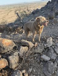 Found/Stray Male Dog last seen Calistoga and 185th Ave, Goodyear, AZ 85338