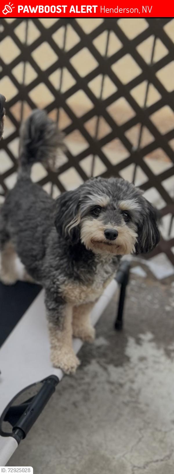 Lost Female Dog last seen Near N Valle Verde  Henderson, NV  89014 United States, Henderson, NV 89014